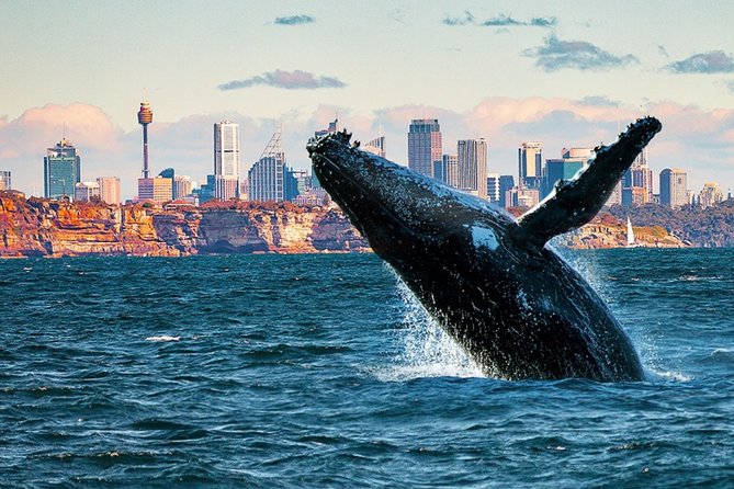 1 Hour Jet Ski Safari - Your core itinerary: out to Bar Island, then back under the bridges