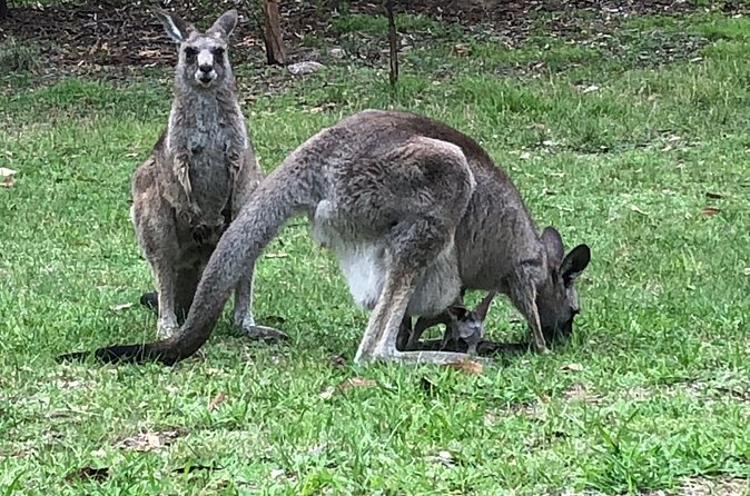 #1 Private Blue Mountains Tour by authentic story telling locals - The Ferry Ride Back to Sydney: Parramatta River to Harbor