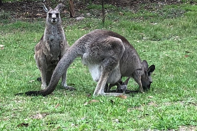 #1 Private Blue Mountains Tour by authentic story telling locals - A Simple Reality Check: What the Day Feels Like