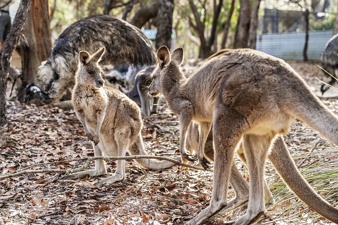 14 Day Tour from Sydney to Cairns Fraser Island and Whitsundays - K’gari (Fraser Island) 4WD: what the day actually feels like