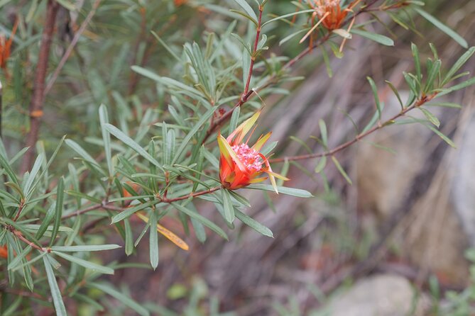 3 Day Scenic Tour of Blue Mountains from Sydney - Day 3: Govetts Leap, the Zig Zag heritage railway, Hartley Village, and Mount Tomah botanic gardens