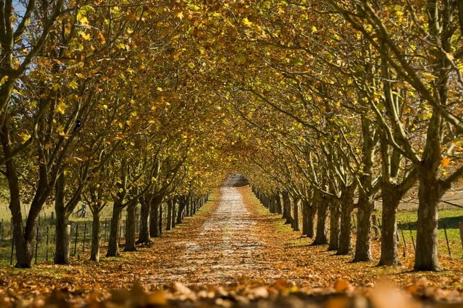 A Day In The Vineyards || Luxury Private Winery Tour From Sydney - Mount Ashby Estate: French-style charm, local wines, and a homestead feel