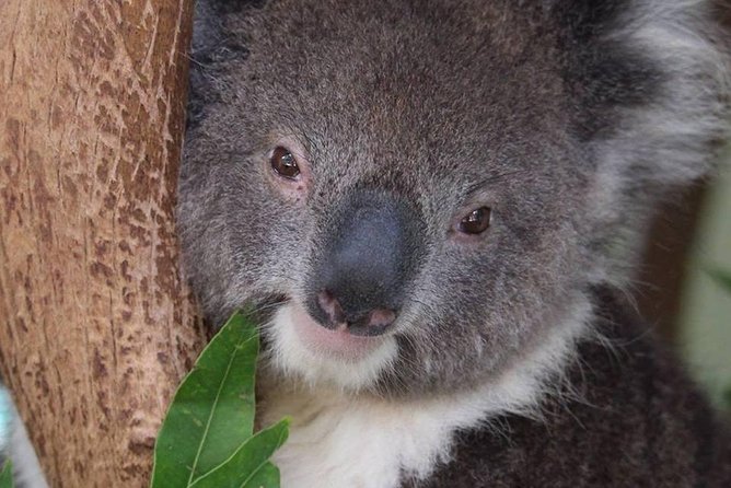 All Inclusive Blue Mountain,Scenic World,Lunch,Koalas,ferry - Wildlife time: Featherdale Wildlife Park or Sydney Zoo (and why it matters)