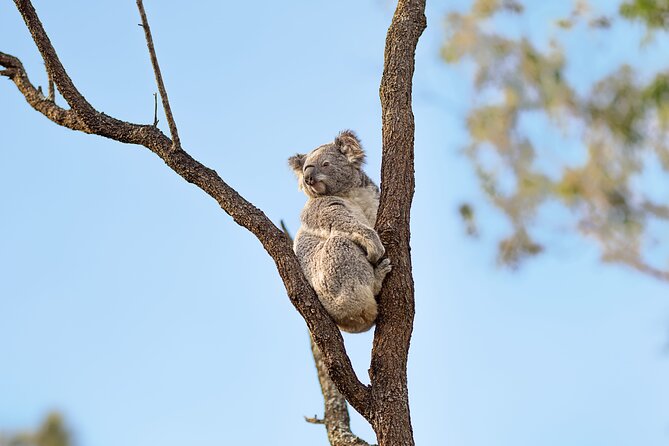 Australian Surfing and Camping Tours - Red Rock: sacred site and a hands-on Indigenous experience