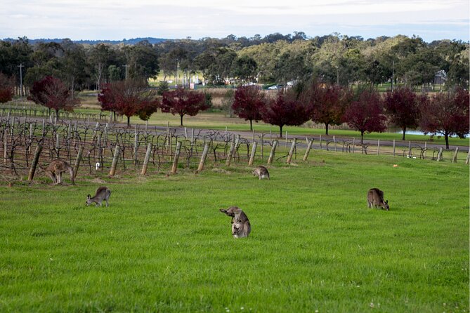 Award-Winning Hunter Valley Wine & Cheese Tour from Sydney - Should you book this Hunter Valley wine and cheese tour?