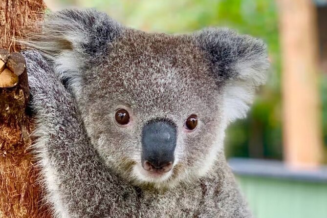 Baby Animals, Boomerangs and BBQ Lunch - Why This Sydney Day Trip Works Without a Car