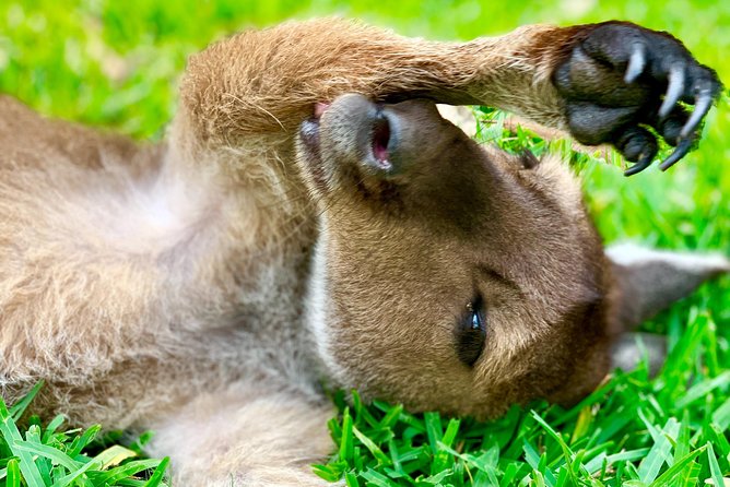 Baby Animals, Boomerangs and BBQ Lunch - Meet at Ovolo Woolloomooloo and Get Set Up for a Full Day