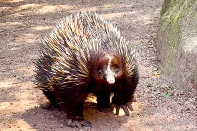 Baby Animals, Boomerangs and BBQ Lunch - Australian BBQ Lunch, Cheese Platter, Wine, and All the Little Food Stops