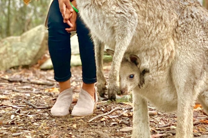 Baby Animals, Boomerangs and BBQ Lunch - The Sean Factor: Pacing, Photos, and Conservation Context