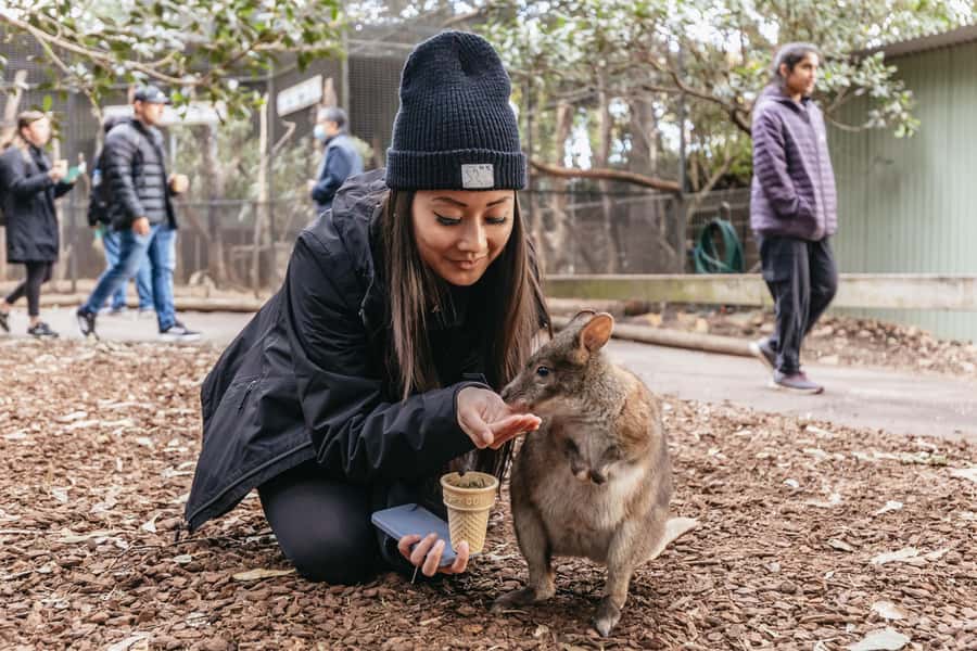 Blue Mountain Small Group Scenic World, Wildlife, Waterfall - Scenic World first: why the early start matters