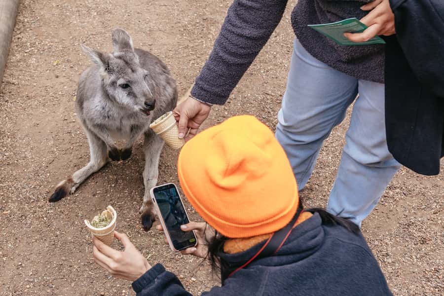 Blue Mountain Small Group Scenic World, Wildlife, Waterfall - The Parramatta River ferry back to Circular Quay