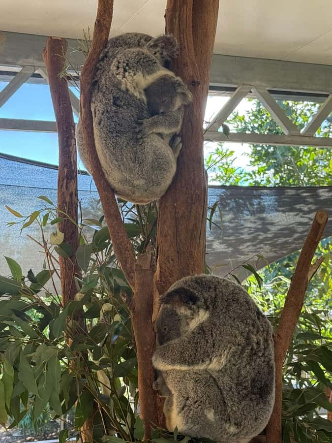 Blue Mountain Small Group Scenic World, Wildlife, Waterfall - Price and value: $148 for a full-day mix
