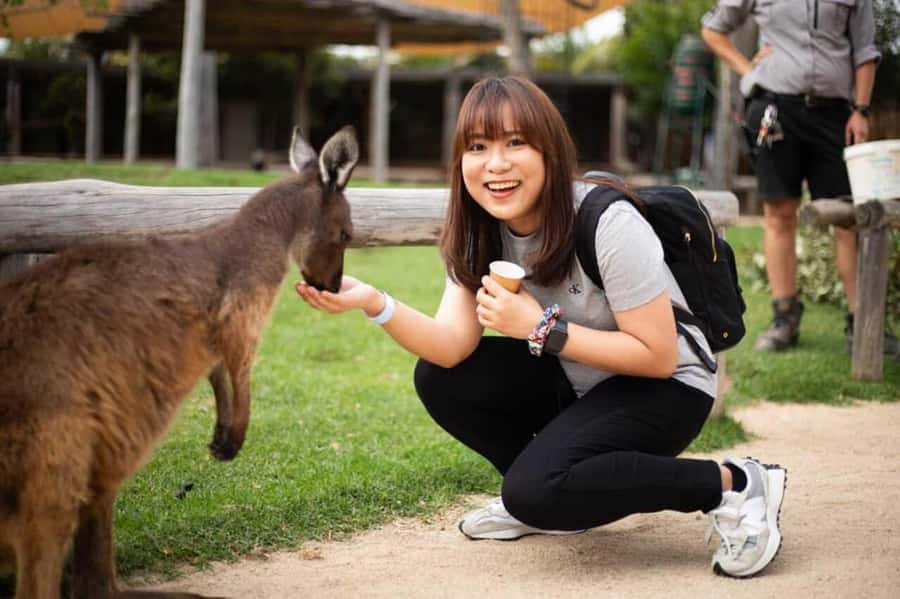 Blue Mountain Tour + Hop-on-Hop-off Big Bus Discover Ticket - Leura and Echo Point: Three Sisters Views in Short, Sharp Stops