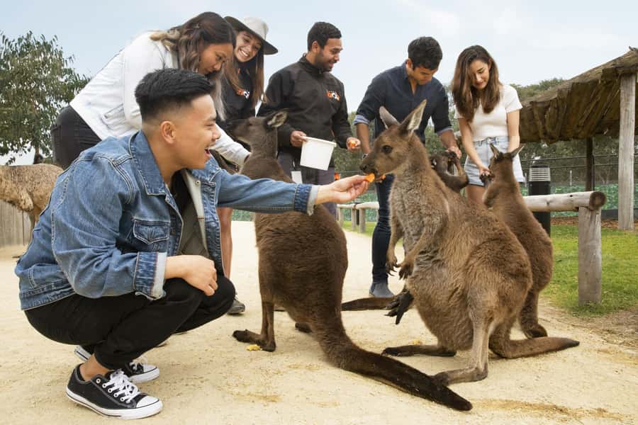 Blue Mountains Adventure: Scenic World, Zoo & Koala Photo - Katoomba Cascades Waterfalls: Short Walks, Great Photo Angles