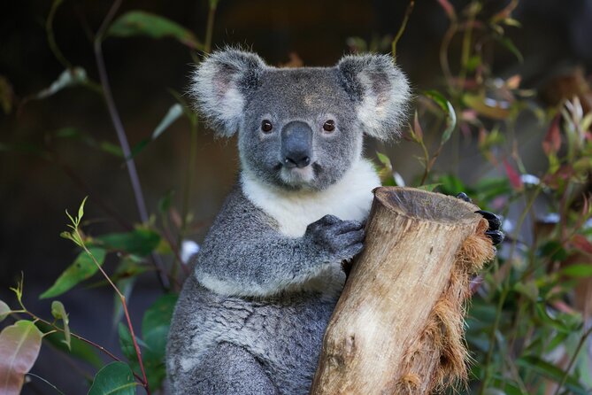 Blue Mountains All-inclusive Tour with Scenic World & Lunch - Key highlights that make this tour worth your time