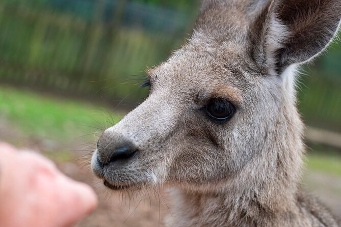 Blue Mountains Big Day Out - Private Tour - Featherdale Wildlife Park: included entry and real animal time