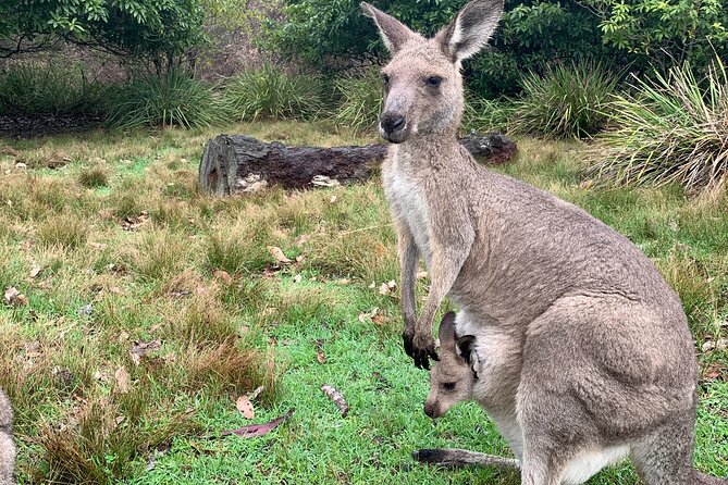 Blue Mountains Day, Sunset Tour & Glow Worms Night Adventure - Guide Antoine’s Style and Why a Small Group Matters