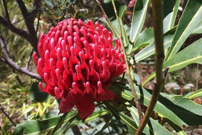 Blue Mountains Day Tour Including Parramatta River Cruise - Katoomba: your gateway to the Three Sisters and Scenic World