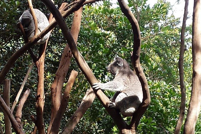 Blue Mountains Day Tour With Bushwalks, Waterfalls & Featherdale - Featherdale Wildlife Park: a great “Australia starter” before the cliffs