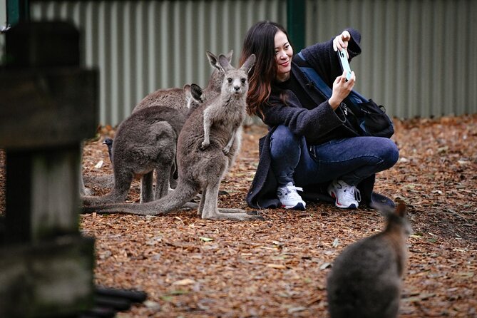 Blue Mountains Day Tour with Scenic World and Wildlife Park Entry - Scenic World Unlimited Discovery Pass: Railway, Skyway, Cableway Reality Check