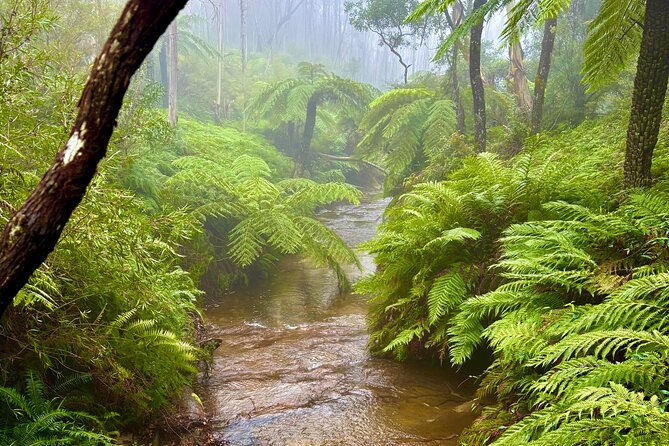 Blue Mountains Day Tours W Scenic World and Lunch - Wentworth Falls: A 45-Minute Walk with an Optional Dip
