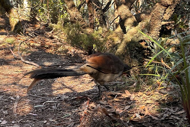 Blue Mountains Full Day Guided Tour - Getting the most out of the 8-hour schedule