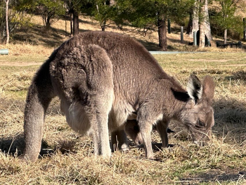Blue Mountains: Full Day Guided Tour with Lunch - Local cafe lunch and included drinks that don’t feel like an afterthought