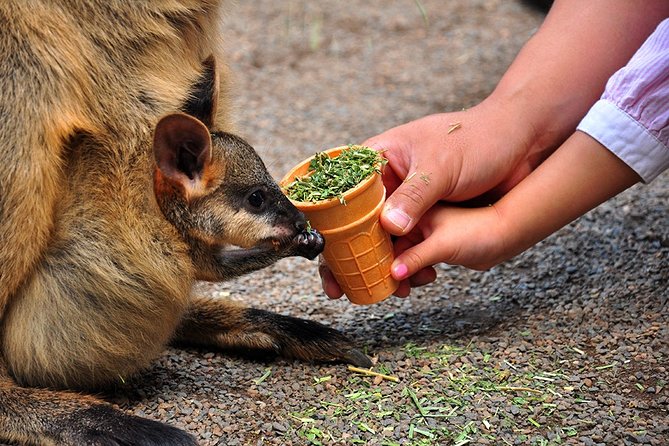 Blue Mountains Highlights, Wildlife Park and Scenic World Full Day Private Tour - A full-day private combo: animals plus Blue Mountains icons