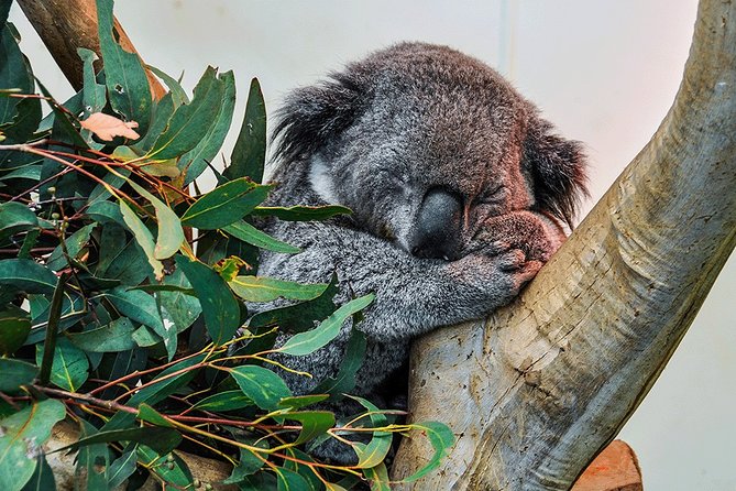 Blue Mountains Highlights, Wildlife Park and Scenic World Full Day Private Tour - Getting out of Sydney in comfort: the private-vehicle advantage