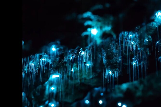 Blue Mountains Hiking Glow worms Cave Wildlife Spotlighting Night Adventure - Key highlights at a glance