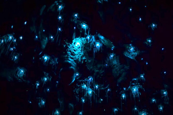 Blue Mountains Hiking Glow worms Cave Wildlife Spotlighting Night Adventure - The 1-hour one-way hike to the cave waterfall