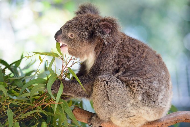 Blue Mountains | Koalas, Kangaroos & Bondi Beach Private Tour - Featherdale Sydney Wildlife Park: the included animal hour that changes the tone