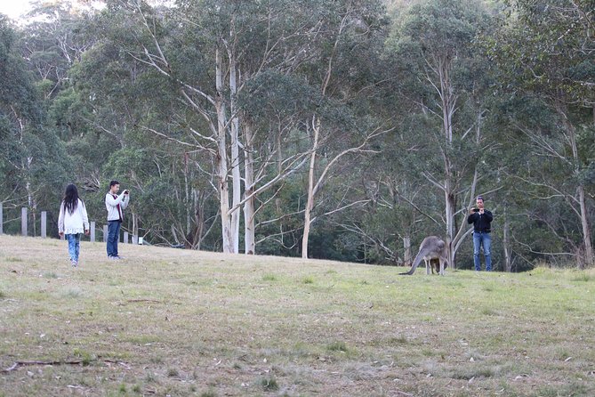 Blue Mountains Private Charter - Blackheath: Grose Valley Lookouts Like Pulpit Rock and Anvil Rock