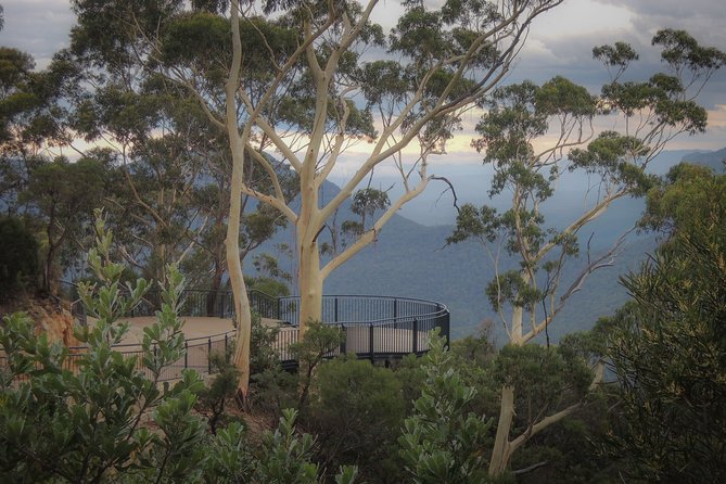 Blue Mountains Private Charter - Glenbrook National Park: Kangaroos and Koalas Time