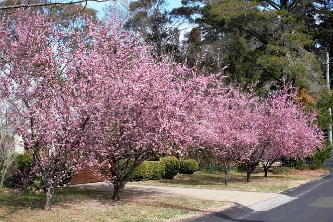 Blue Mountains Private Tour - How the flexible day plan helps you match weather and interests