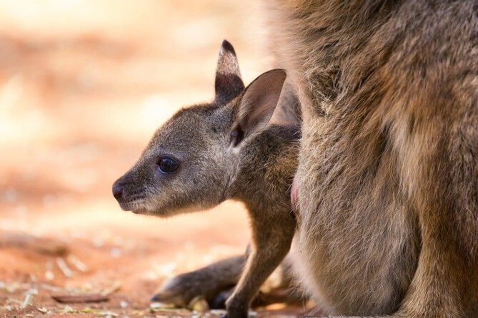 Blue Mountains Private Tour | Koala, Kangaroo, & Waterfalls Day - Scenic World is optional: when to add it (and when to skip it)