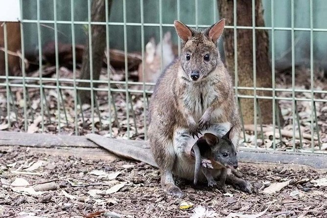 Blue Mountains Private Tour | Koala, Kangaroo, & Waterfalls Day - Featherdale Wildlife Park: the fastest way to see koalas and kangaroos up close