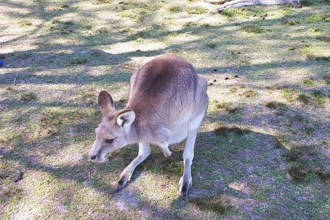 Blue Mountains Private Tour with Kangaroo and Koala Experience - Why This Blue Mountains Day Trip Works (Even If It Rains)