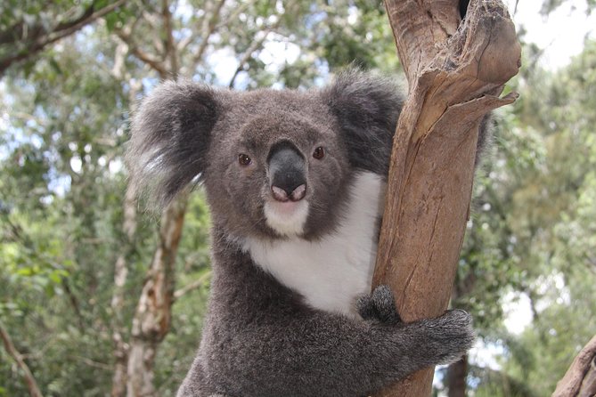 Blue Mountains Private Tour with Kangaroo and Koala Experience - Getting Moving: 8:00 am Pickup and a 12-Seat Mercedes