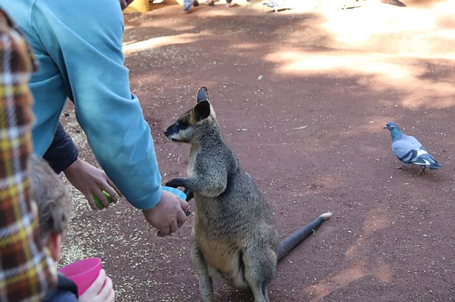 Blue Mountains: Private Tour with Wildlife and River Cruise - Scenic World in Katoomba: the steep train and Skyway views
