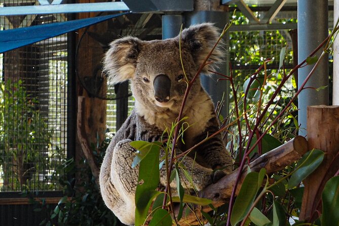 Blue Mountains Small Group Tour with Lunch, Zoo and Scenic World - The Three Sisters: Later-Day Light and a Real Viewpoint Plan