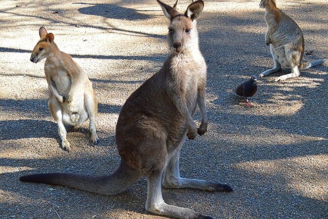 Blue Mountains Sunset Tour | See Kangaroos & Koalas (Private Tour) - Featherdale Sydney Wildlife Park: koalas before the mountain
