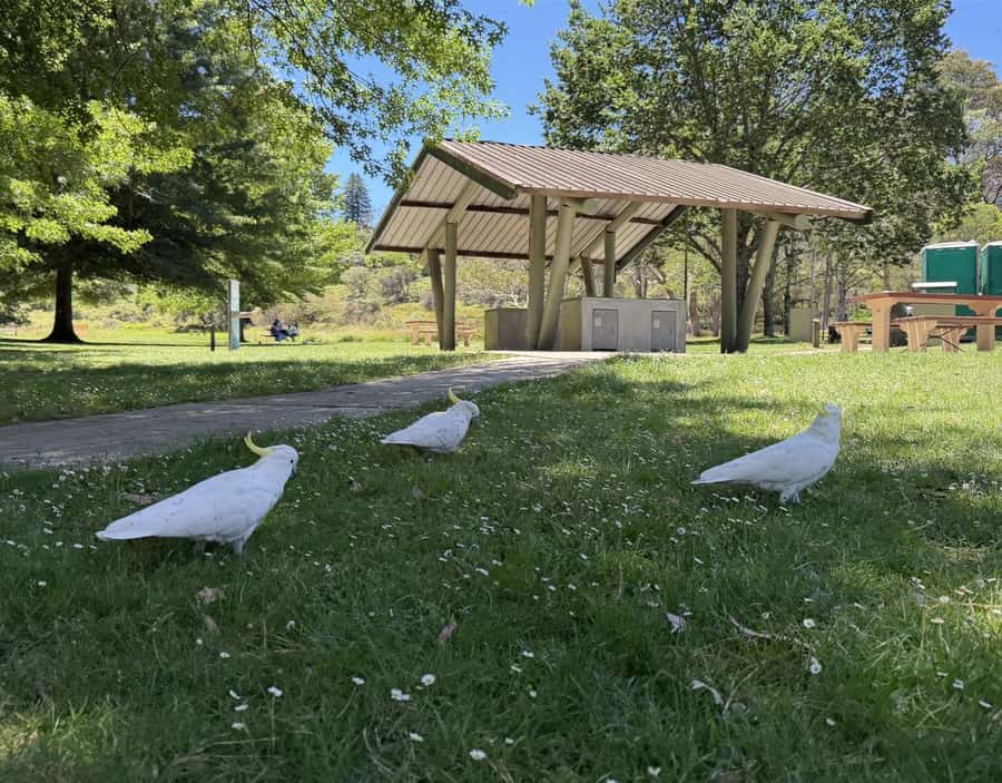 Blue Mountains Tour, Katoomba Falls & Cockatoos Small Group - Should you book this Blue Mountains small-group day?