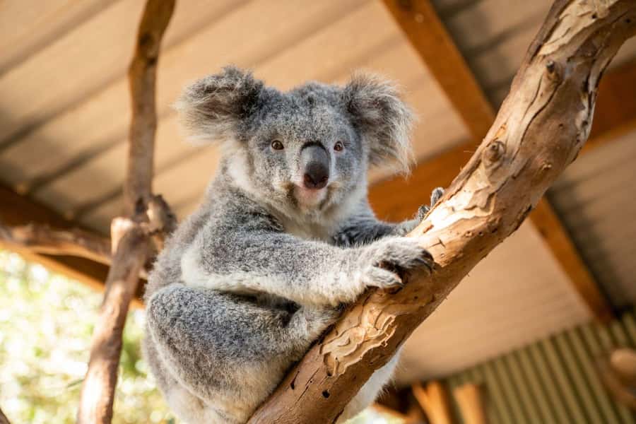 Blue Mountains Tour - Small grp, Koala, Kangaroo & Waterfall - Quick Take: What Makes This Tour Worth $140