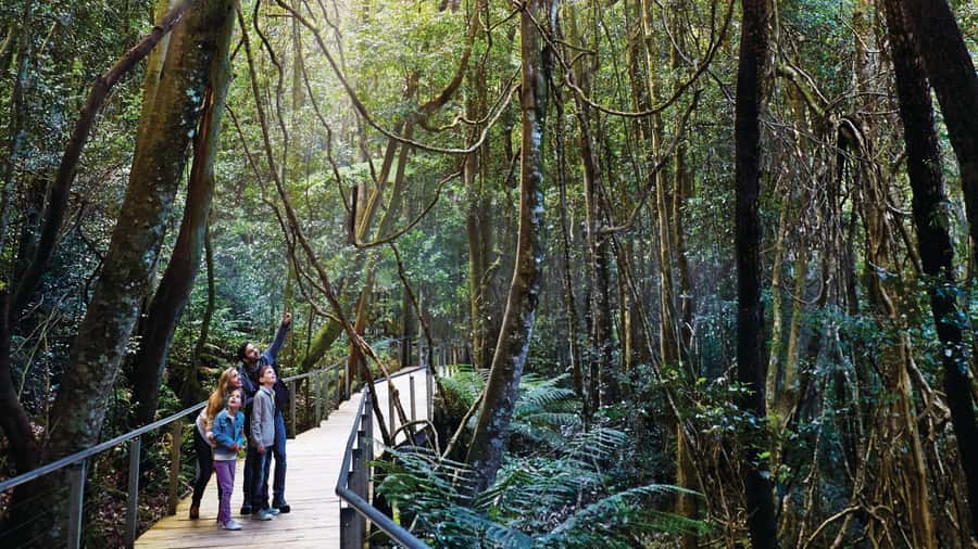 Blue Mountains Tour - Small grp, Koala, Kangaroo & Waterfall - Featherdale Wildlife Park: The Hands-On Part of the Day