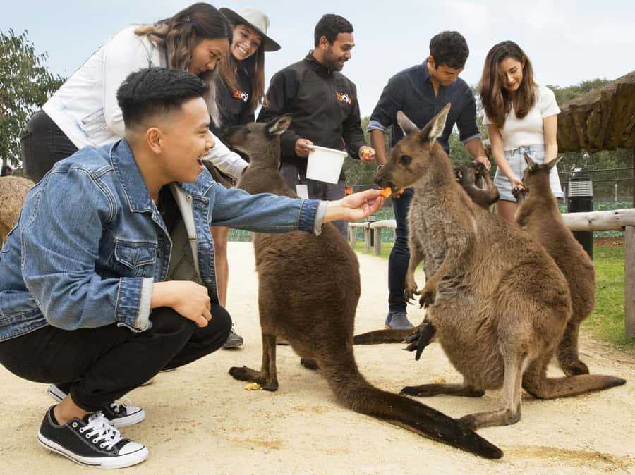 Blue Mountains Tour w/Lunch: Scenic World, Zoo & Koala Photo - Echo Point and the Three Sisters: the iconic Blue Mountains moment