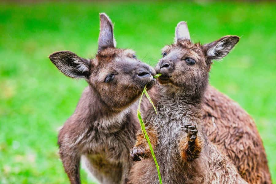 Blue Mountains Tour with Scenic World, Zoo&Bilingual Driver - Scenic World Unlimited Discovery Pass: the Skyway, Railway, and Cableway combo