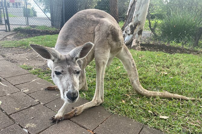 Blue Mountains Wildlife Full-Day Sights and Hiking from Sydney - Why this Blue Mountains day feels calmer than big-bus tours