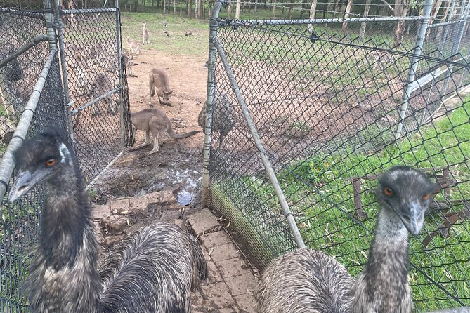 Blue Mountains Wildlife Full-Day Sights and Hiking from Sydney - Evans Lookout and the Clifftop Track hike with your picnic