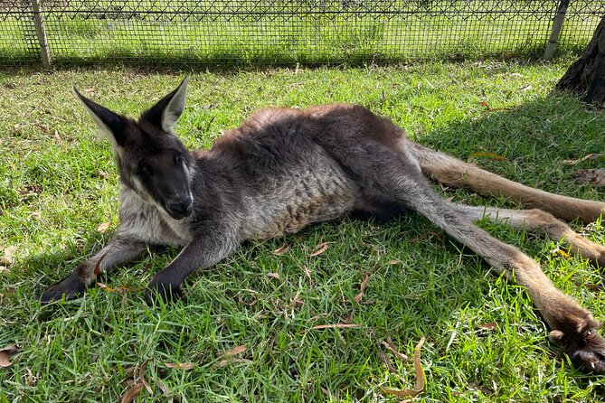 Blue Mountains Wildlife Full-Day Sights and Hiking from Sydney - What you’re really paying for at $238.84